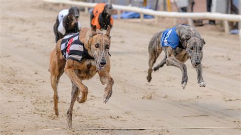 Greyhound News .